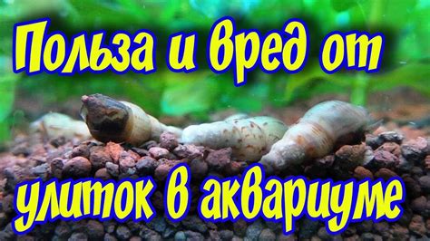 Преимущества и недостатки содержания улиток в воде