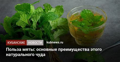 Преимущества мяты перед мелиссой