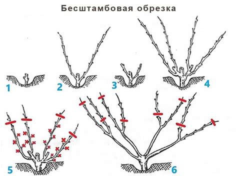 Преимущества обрезки ирги весной