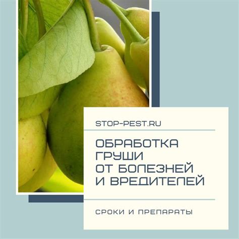 Преимущества осенней защиты груши от поражения паршей