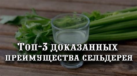 Преимущества употребления сельдерея ежедневно