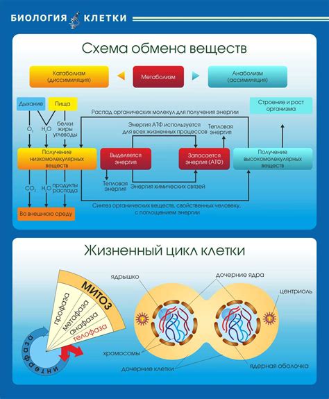 Преимущества ускоренного обмена веществ