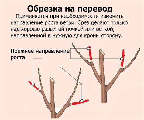 Прививка сливы на сливу в клиновый разрез