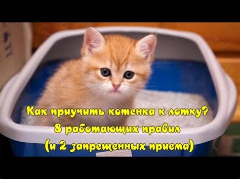 Привлечение котенка к лотку: игрушки, награды, похвала