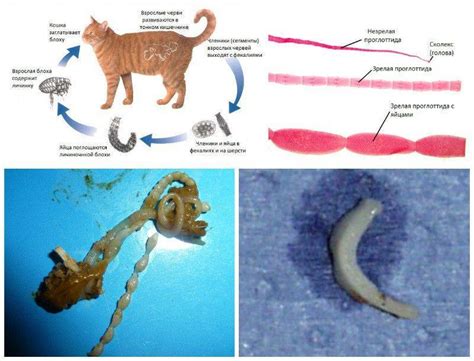 Признаки глистов у кошки