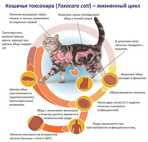 Признаки наличия паразитов у маленького котенка