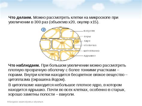 Применение окаменелой чешуи