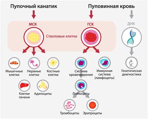 Применение стволовых клеток