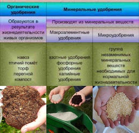 Применение удобрений и мульчирование почвы