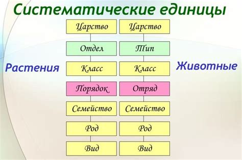 Примеры типов и классов в биологии