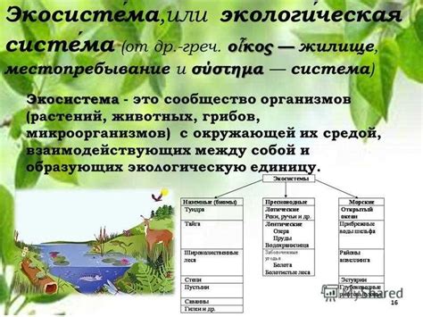 Примеры экосистем в биологии