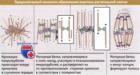 Принципы действия веретена