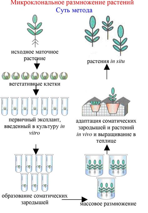 Принципы микроклонального размножения