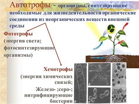 Принципы обмена веществ внутри клеток у вирусов: открытия и тайны