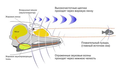 Принципы работы эхолокации