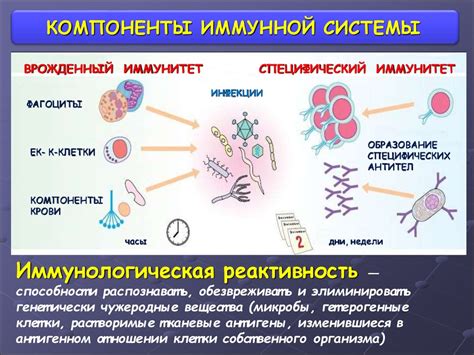 Принцип работы лицензии на поддержку иммунной системы