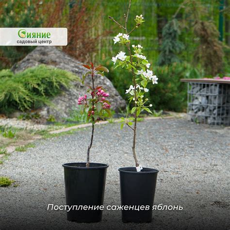 Приобретение саженцев яблонь