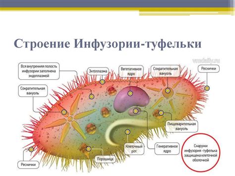 Приспособление эукариот к условиям обитания