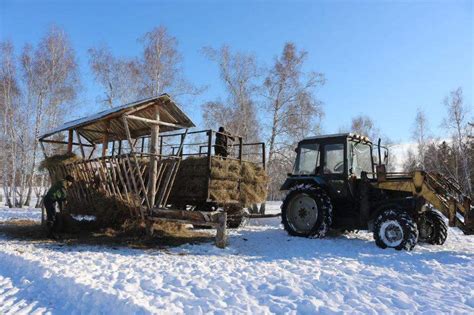 Приспособления лесных обитателей: как они выживают