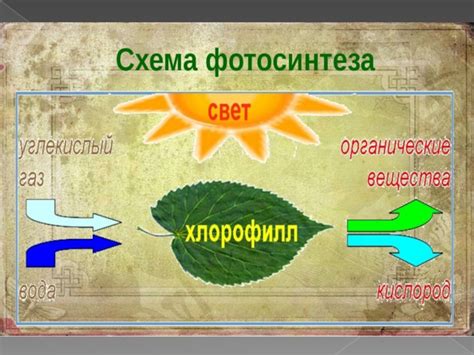 Приспособления стебля к фотосинтезу