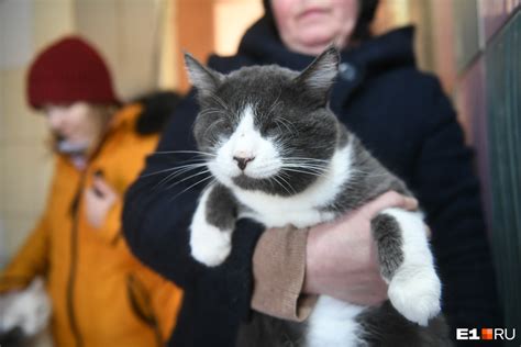 Причины, по которым котенку могут наступить на лапку: