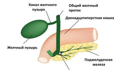 Причины возникновения водяного пузыря на руке