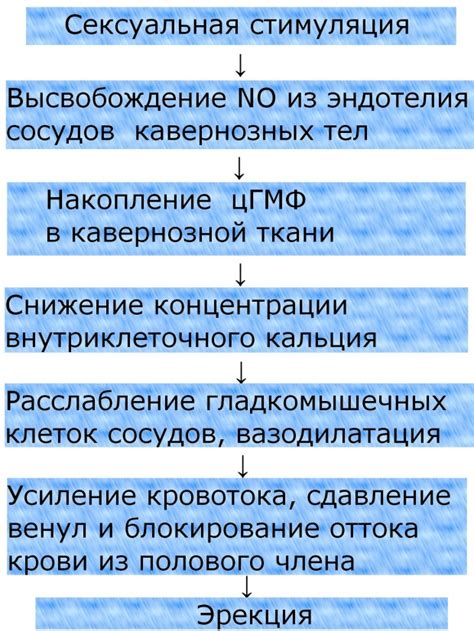 Причины возникновения эрекции в момент поцелуя