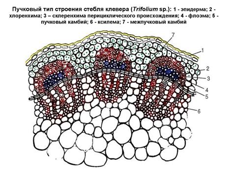 Причины обесцвечивания стебля растения