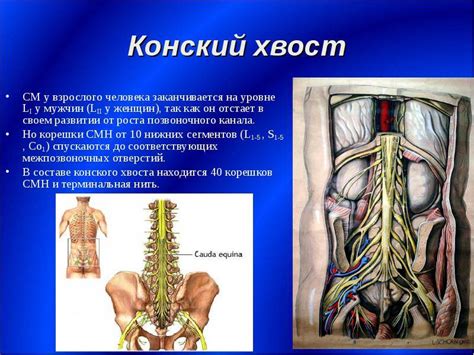 Причины обнаженного хвоста