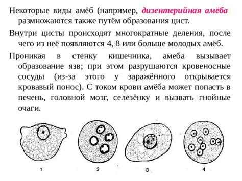 Причины образования цист