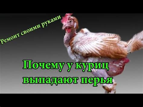 Причины смазывания перьев у чаек жиром