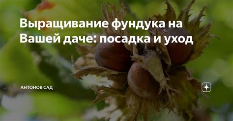 Проблемы с пыльцой и опылением фундука на даче