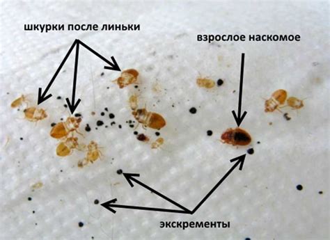 Проверка наличия клопов