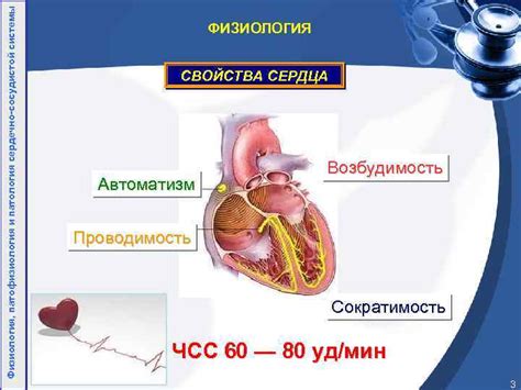 Проводимость внутрипредсердной системы