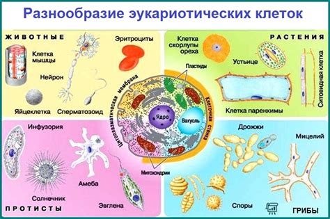 Прогноз и осложнения при избытке неспециализированных клеток крови