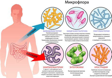 Происходят микроорганизмы в рту человека