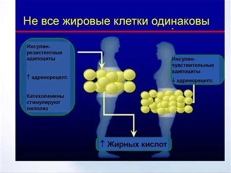 Происхождение и структура жирового вещества барсука