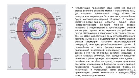 Происхождение плодного пузыря в процессе развития эмбриона