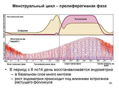 Пролиферативная фаза: увеличение размеров яичников