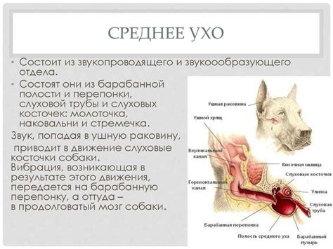 Профилактика отита у кошек