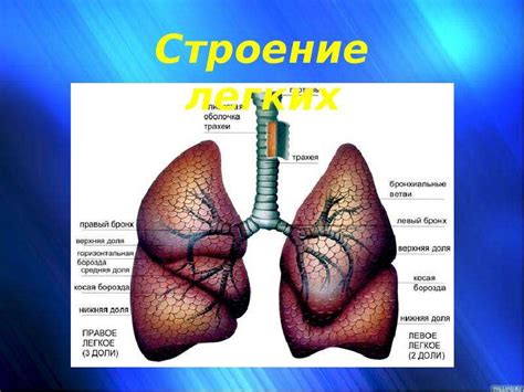 Профилактика патологии дыхательной системы