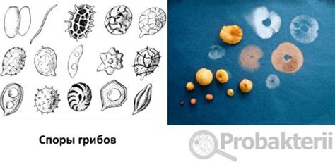 Профилактика размножения патогенных микроорганизмов