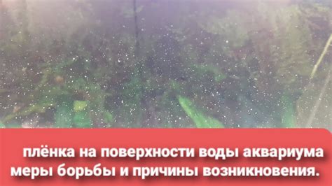 Процедура устранения фонящих камней из аквариума