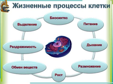 Процессы жизнедеятельности пресмыкающихся: исследование и важность