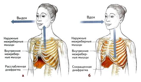 Процесс вдоха и выдоха