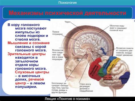 Процесс дренажа в головном мозге