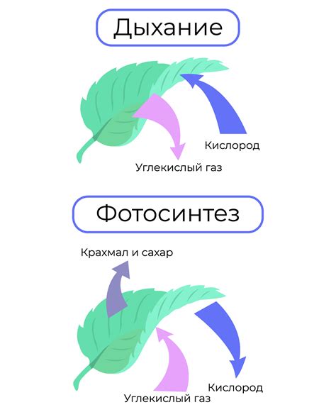 Процесс дыхания в организме растений