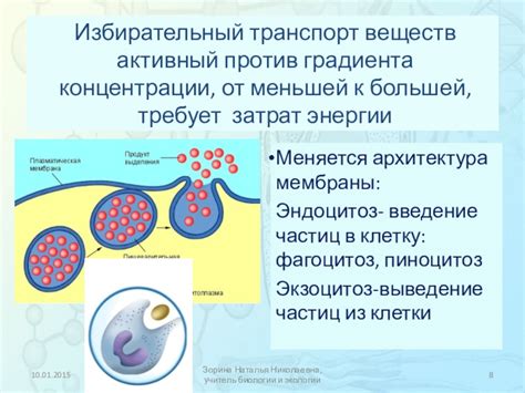 Процесс концентрации и десконцентрации цитоплазмы