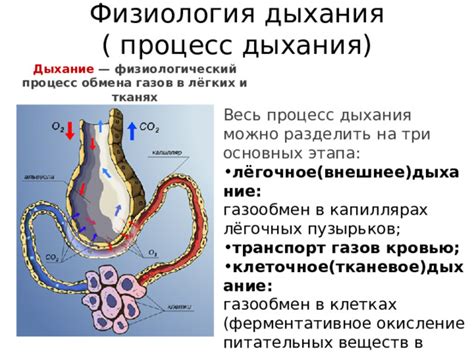 Процесс обмена газов