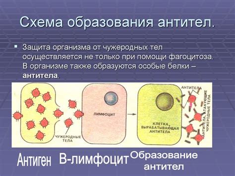 Процесс образования антител